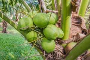 Coconuts On A Tree