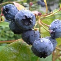 Bilberry Fruit