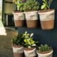 Six Potted Plants Close Up Photo